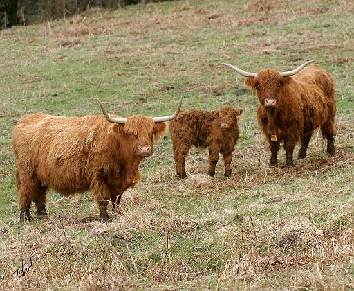 Highland Cattle 9Y316D-030.JPG